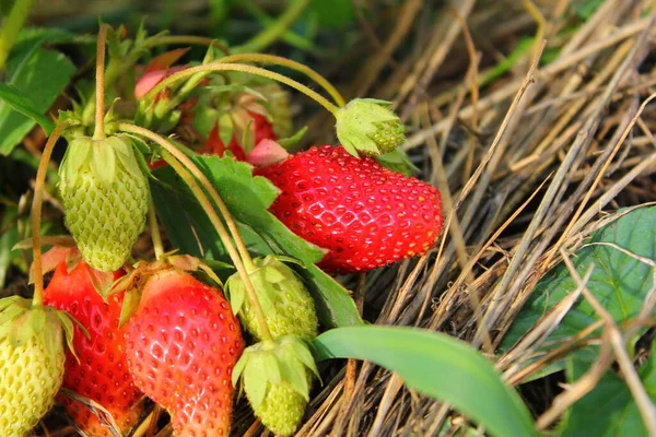 Ripe Red Strawberry Bush Growing Close — Photo