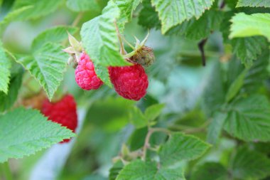 Üç olgun ahududu bir çalıda