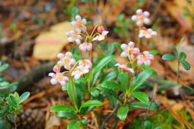 Ormanda yabanmersini çiçekleri açıyor.