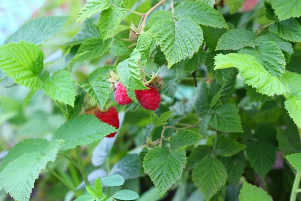 Trois Framboises Mûres Sur Buisson — Photo