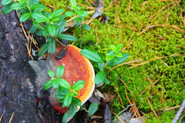 Chaga Strom Houba Starém Pařezu Stromu — Stock fotografie