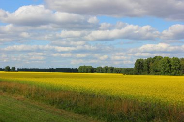 Gökyüzünde bulutlar ve güneşli havalarda ağaçların açtığı sarı bir tarla.