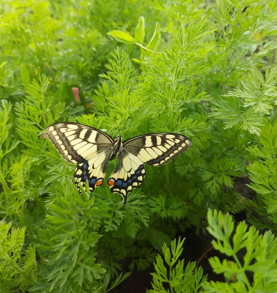 Kırlangıç kelebeği yeşil çimlerde sarı kanatlı