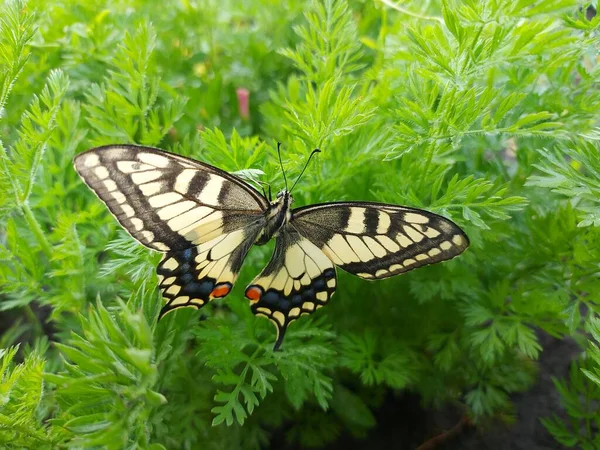 Borboleta Rabo Andorinha Com Asas Amarelas Grama Verde — Fotografia de Stock