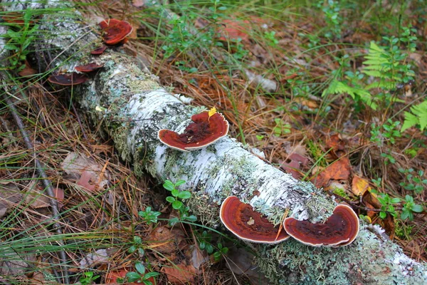 Varios Hongos Yesca Abedul Caído — Foto de Stock