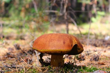 Kırık kapaklı geniş boletus.