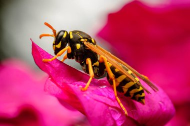 Canlı pembe bir çiçeğin üzerinde duran bir eşekarısının makro görüntüsü. Parlak renkler ve sığ alan derinliği böcek davranışlarını ve doğanın hassas dengesini vurgular..