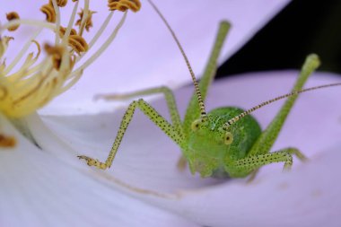 Yeşil böcek sakince beyaz çiçek makrosu üzerinde dinleniyor.