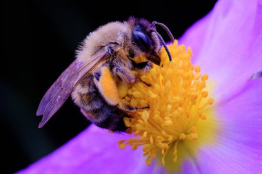 Arı mor çiçek makro fotoğrafçılığından polen topluyor.