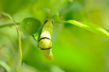 Yeşil tırtıl ağaç üzerinde
