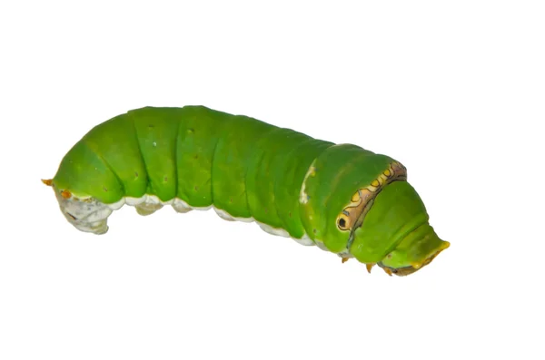 Green caterpillar isolated on white — Stock Photo, Image