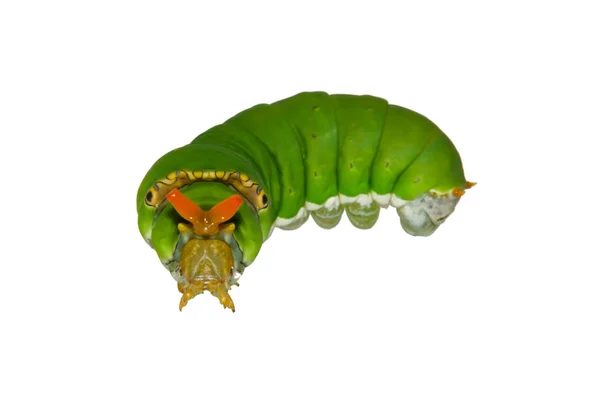 Green caterpillar isolated on white — Stock Photo, Image