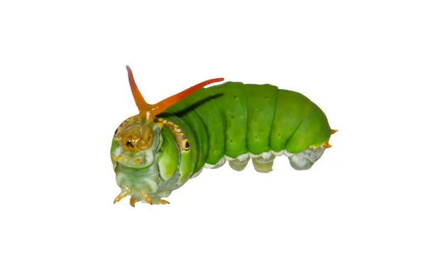 Green caterpillar isolated on white — Stock Photo, Image