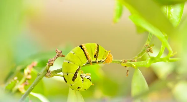 Zielona gąsienica na drzewo — Zdjęcie stockowe