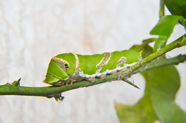 Vihreä toukka puussa — kuvapankkivalokuva