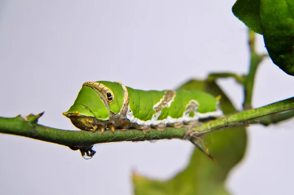 나무에 녹색 애벌레 — 스톡 사진