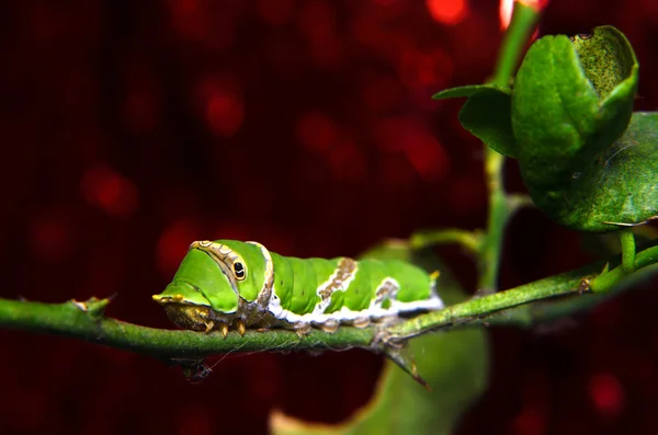 ツリー上で芋虫 — ストック写真