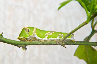 Yeşil tırtıl ağaç üzerinde