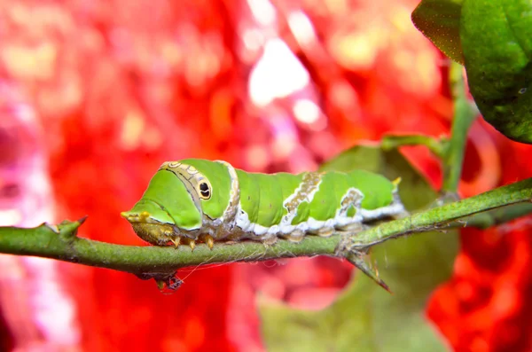 Grüne Raupe auf Baum — Stockfoto