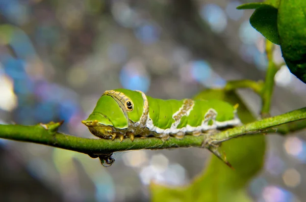 Green caterpillar on tree — Stock Photo, Image