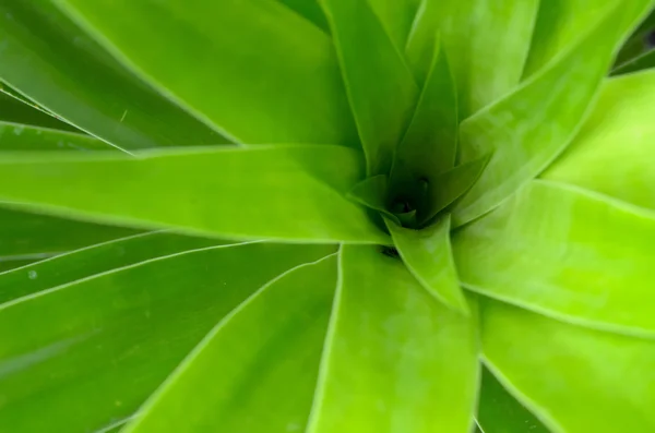 Tło zielony liść — Zdjęcie stockowe