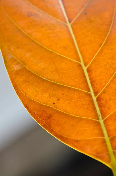 Fundal colorat de frunze de toamnă — Fotografie, imagine de stoc