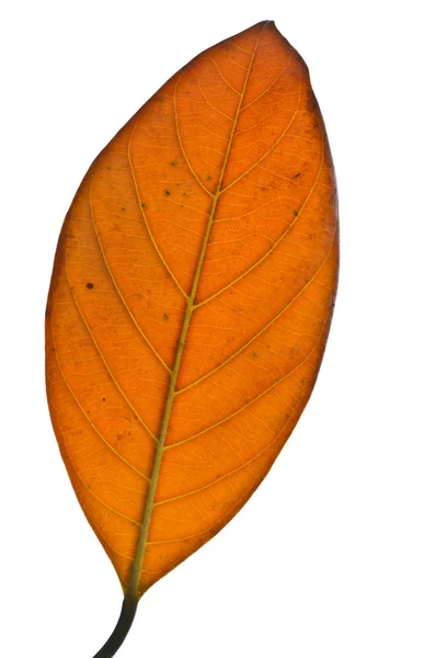 Hoja amarilla sobre fondo blanco —  Fotos de Stock