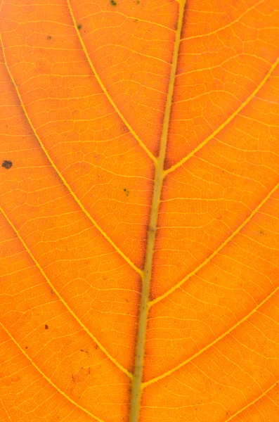 Colorful background of autumn leaf — Stock Photo, Image