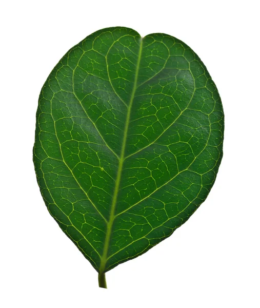 Hoja verde aislada sobre fondo blanco —  Fotos de Stock