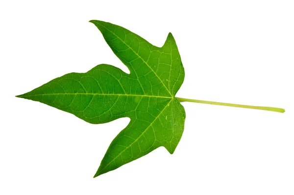 Hoja verde aislada sobre fondo blanco —  Fotos de Stock