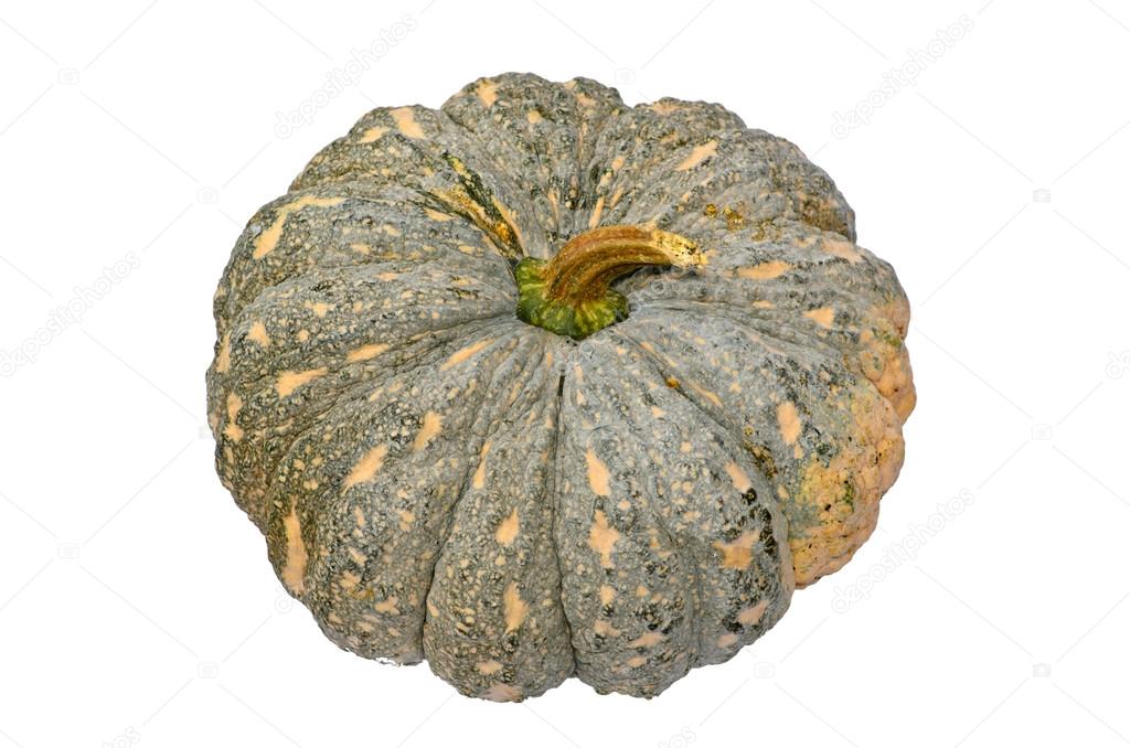 green pumpkin fruit on white background 