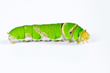 Beyaz arka planda yeşil tırtıl