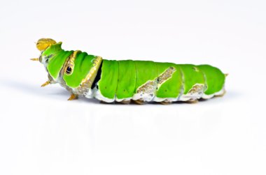 Beyaz arka planda yeşil tırtıl