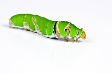 Beyaz arka planda yeşil tırtıl