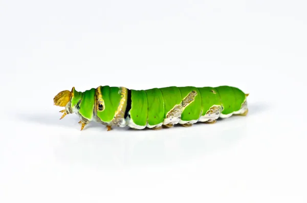 Green caterpillar on white background — Stock Photo, Image