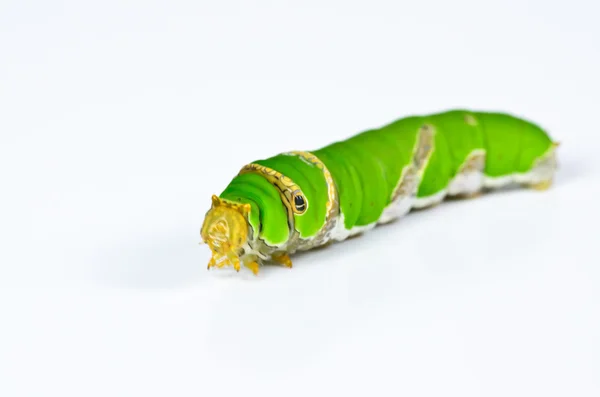 Green caterpillar on white background — Stock Photo, Image