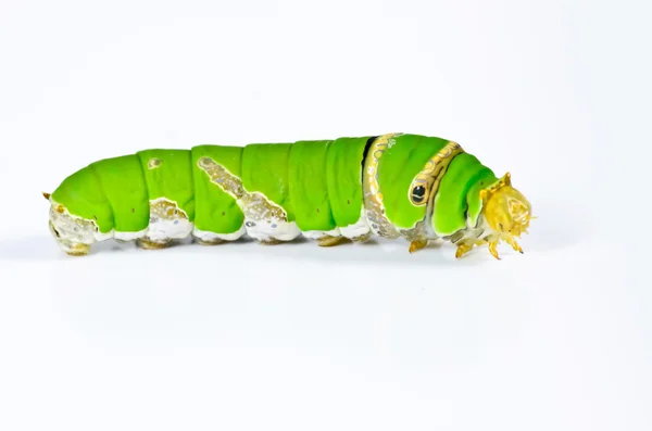 Green caterpillar on white background — Stock Photo, Image