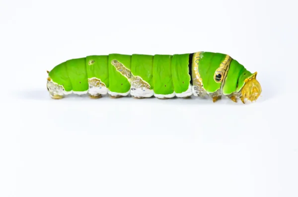 Green caterpillar on white background — Stock Photo, Image