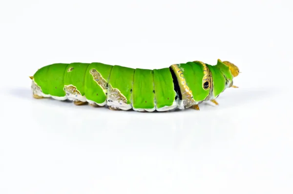흰 배경의 푸른 애벌레 — 스톡 사진