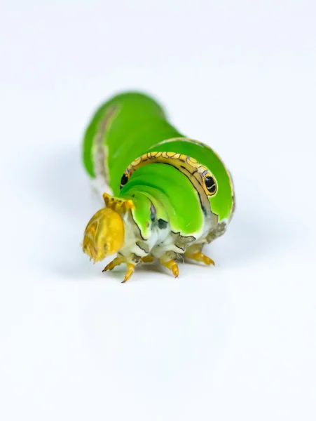 Green caterpillar on white background — Stock Photo, Image