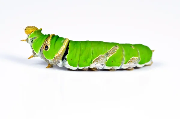 Green caterpillar on white background — Stock Photo, Image