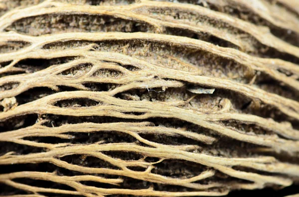 Surface of Cerbera oddloam's seed, Pong pong seed — Stock Photo, Image