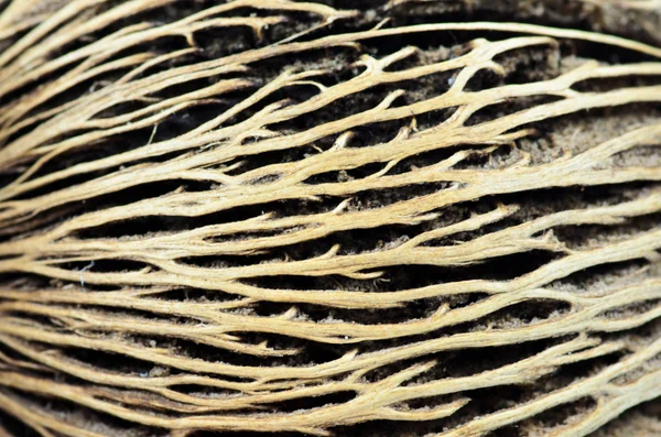 Yüzey Cerbera oddloam'ın tohum, Pong pong tohum — Stok fotoğraf