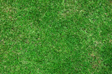 Yeşil Çimen Arkaplanı 