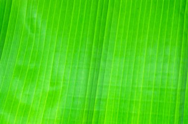 yeşil muz yaprağı arka planı için 