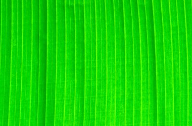 yeşil muz yaprağı arka planı için 