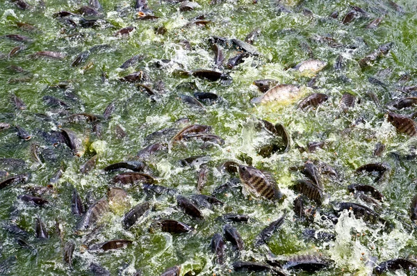 Lote de peixes Nilo Tilapia, em templo tailandês . — Fotografia de Stock