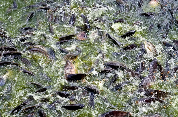 Lote de peixes Nilo Tilapia, em templo tailandês . — Fotografia de Stock