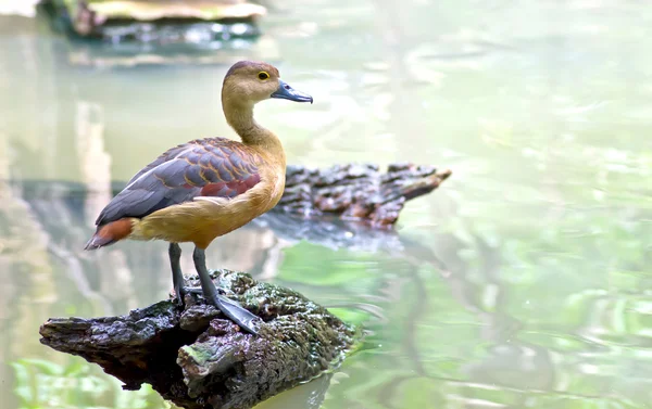 Belo pato no galho de madeira — Fotografia de Stock