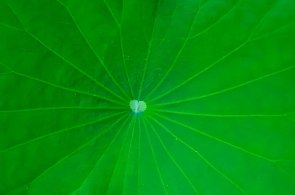 Texture des feuilles de lotus — Photo